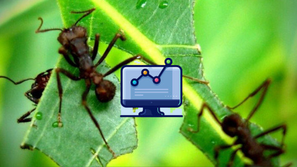 Uso de analytics para controle de formigas em florestas de eucalipto em projeto com a maior indústria de papel e celulose do mundo
