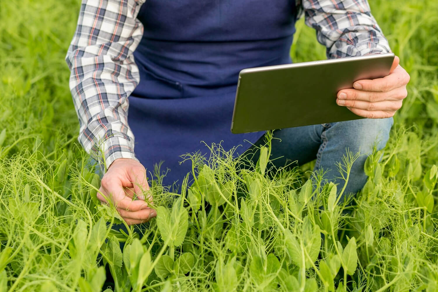 Utilização de Big Data na Agricultura